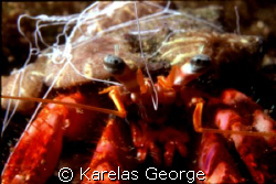 crab,Peloponnese,Greece,Nikonos V macro1:3 by KARELAS GEORGE 